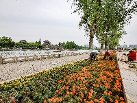 满城花海！荆州古城盛装迎五一