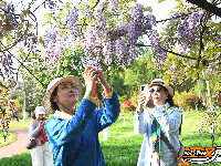 荆州临江仙公园：紫藤长廊盛放 春日浪漫上线