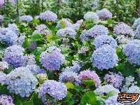 图集 | 花漾荆州 绣球传情