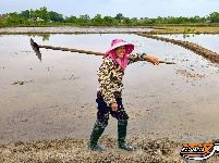公安县鸡鸣城遗址：一幅幅忙碌的春耕图景入画来