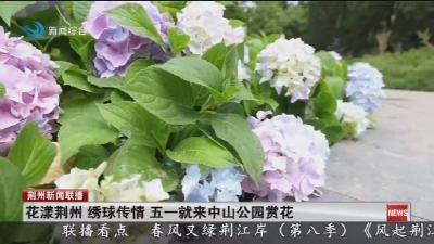 花漾荆州  绣球传情  五一就来中山公园赏花