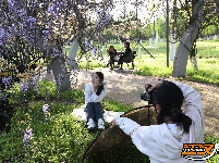 荆州临江仙公园：紫藤长廊盛放 春日浪漫上线