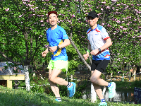 图集｜文湖公园的樱花雨后芳香迷人 天气晴好市民赏花拍照要抓紧