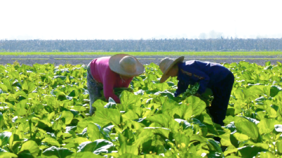 江陵县马家寨乡同心村：算出共富账 走好共赢路