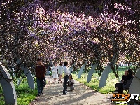 荆州临江仙公园：紫藤长廊盛放 春日浪漫上线