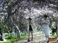 荆州临江仙公园：紫藤长廊盛放 春日浪漫上线