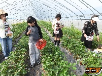 江陵县丰泽园采摘带火了乡村游