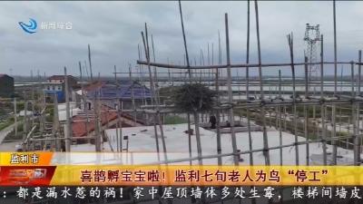 喜鹊孵宝宝啦! 监利七旬老人为鸟“停工”