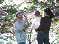 图集｜文湖公园的樱花雨后芳香迷人 天气晴好市民赏花拍照要抓紧