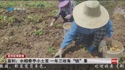 监利 :  水稻牵手小土豆   一年三收有 “钱” 景
