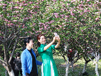 图集｜文湖公园的樱花雨后芳香迷人 天气晴好市民赏花拍照要抓紧