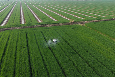 荆州区：让田变沃、粮丰产 高标准农田铺就种粮增收路