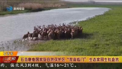 石首麋鹿国家级自然保护区 “双喜临门”   生态家园生机盎然