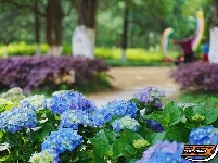 图集 | 花漾荆州 绣球传情