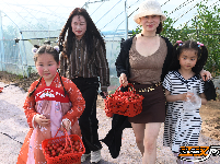 江陵县丰泽园采摘带火了乡村游