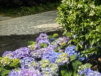 图集 | 花漾荆州 绣球传情