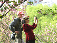 图集｜文湖公园的樱花雨后芳香迷人 天气晴好市民赏花拍照要抓紧