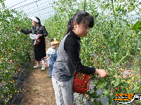 江陵县丰泽园采摘带火了乡村游