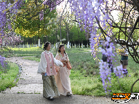 荆州临江仙公园：紫藤长廊盛放 春日浪漫上线