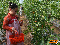 江陵县丰泽园采摘带火了乡村游