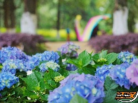 图集 | 花漾荆州 绣球传情