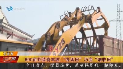 600亩芥菜喜丰收 “冬闲田”巧变“增收田”