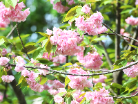 图集｜文湖公园的樱花雨后芳香迷人 天气晴好市民赏花拍照要抓紧