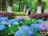 图集 | 花漾荆州 绣球传情