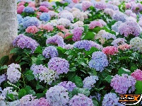 图集 | 花漾荆州 绣球传情