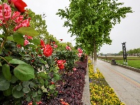 满城花海！荆州古城盛装迎五一