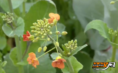 从“实验室”到“万亩田”：彩色油菜花绘出乡村振兴新画卷