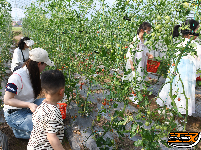 江陵县丰泽园采摘带火了乡村游