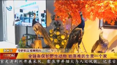 全链条保护野生动物 给落难的生灵一个家
