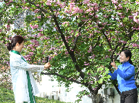 图集｜文湖公园的樱花雨后芳香迷人 天气晴好市民赏花拍照要抓紧