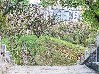 图集｜文湖公园的樱花雨后芳香迷人 天气晴好市民赏花拍照要抓紧