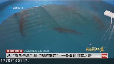 从“濒危告急”到“鲟游荆江” 一条鱼的回家之路