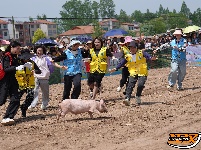 石首天鹅洲：徒手捉猪娃 谁抓住，归谁养