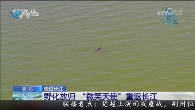 央视特别节目《极目长江》聚焦荆州   野化放归