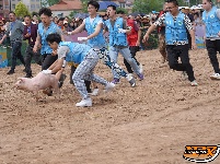 石首天鹅洲：徒手捉猪娃 谁抓住，归谁养