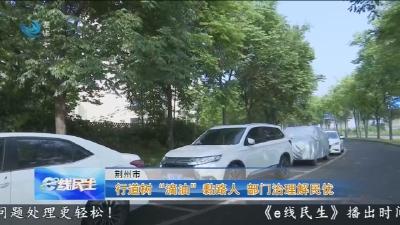 行道树“滴油”黏路人 部门治理解民忧