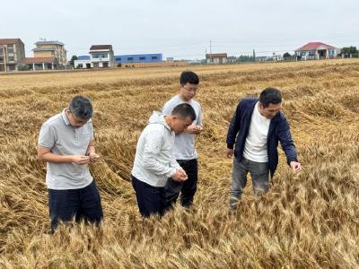 荆州“五抢”行动硬核出击，守好百姓“粮袋子”