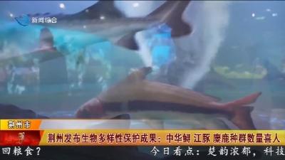 荆州发布生物多样性保护成果: 中华鲟 江豚 麋鹿种群数量喜人
