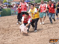 石首天鹅洲：徒手捉猪娃 谁抓住，归谁养