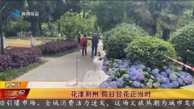 花漾荆州 假日赏花正当时