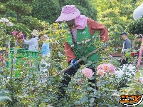 沙市中山公园：假期坚守岗位，擦亮城市名片