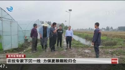 农技专家下沉一线   力保夏粮颗粒归仓
