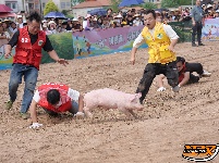 石首天鹅洲：徒手捉猪娃 谁抓住，归谁养
