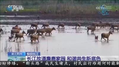 央视《极目长江》特别节目聚焦石首长江故道糜鹿家园   展现长江生态蝶变