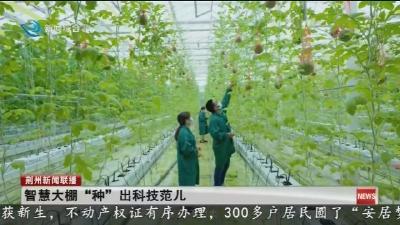 智慧大棚 “种” 出科技范儿