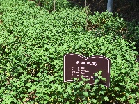 深耕林下经济 打造平原样板 

